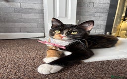 British Shorthair cats for sale: Callie - Image 3