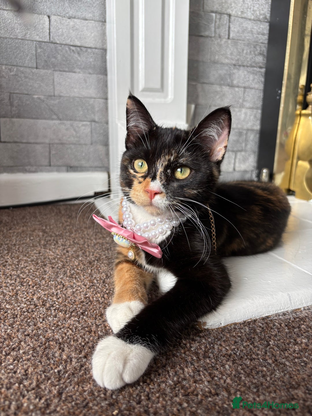 British Shorthair cats for sale: Callie - Image 3