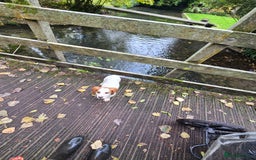 Sprocker dogs for sale: Hendrix the male sprocker available. - Image 31