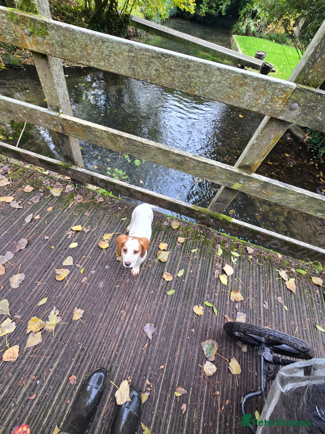Sprocker dogs for sale: Hendrix the male sprocker available. - Image 31