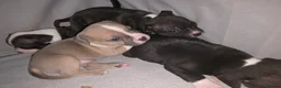 Mixed Breed dogs for sale: French bulldog x Staffordshire bull terrier - Advert 15