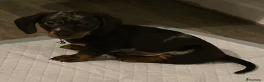 Dachshund Puppy 3