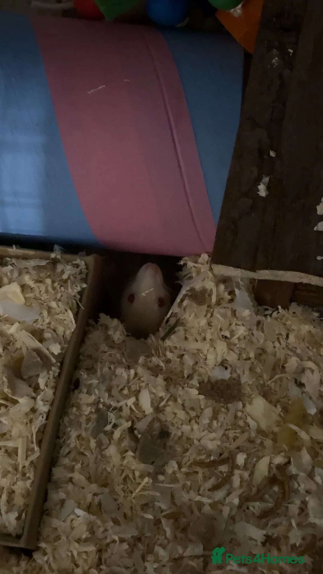 Rat rodents for sale: Two female bonded rats free to a good home! - Advert 2