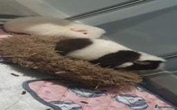 Guinea Pig rodents for sale: 2 friendly female teddy guinea pigs  - Image 1