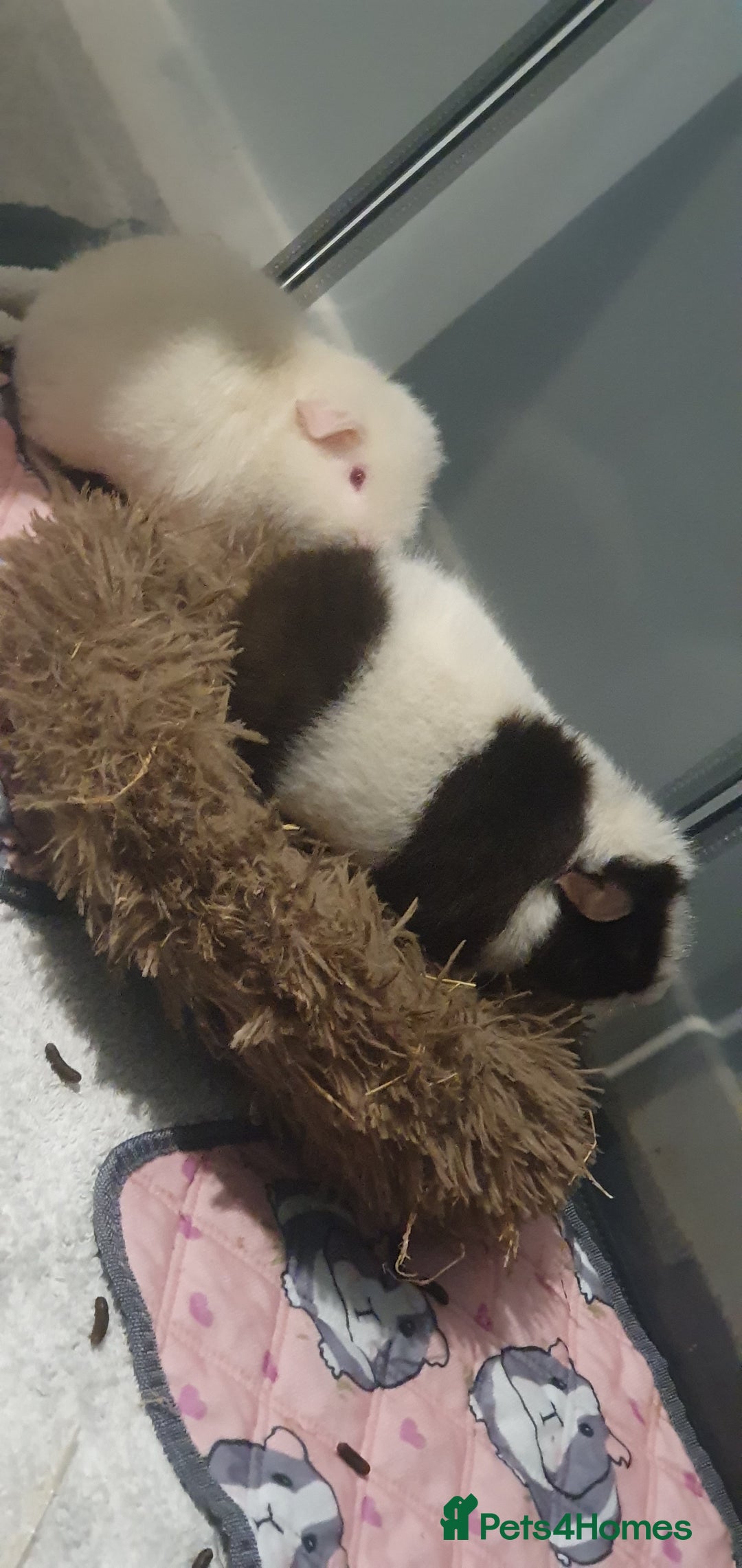 Guinea Pig rodents for sale: 2 friendly female teddy guinea pigs  - Image 1