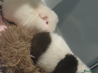 Guinea Pig rodents - Advert 13