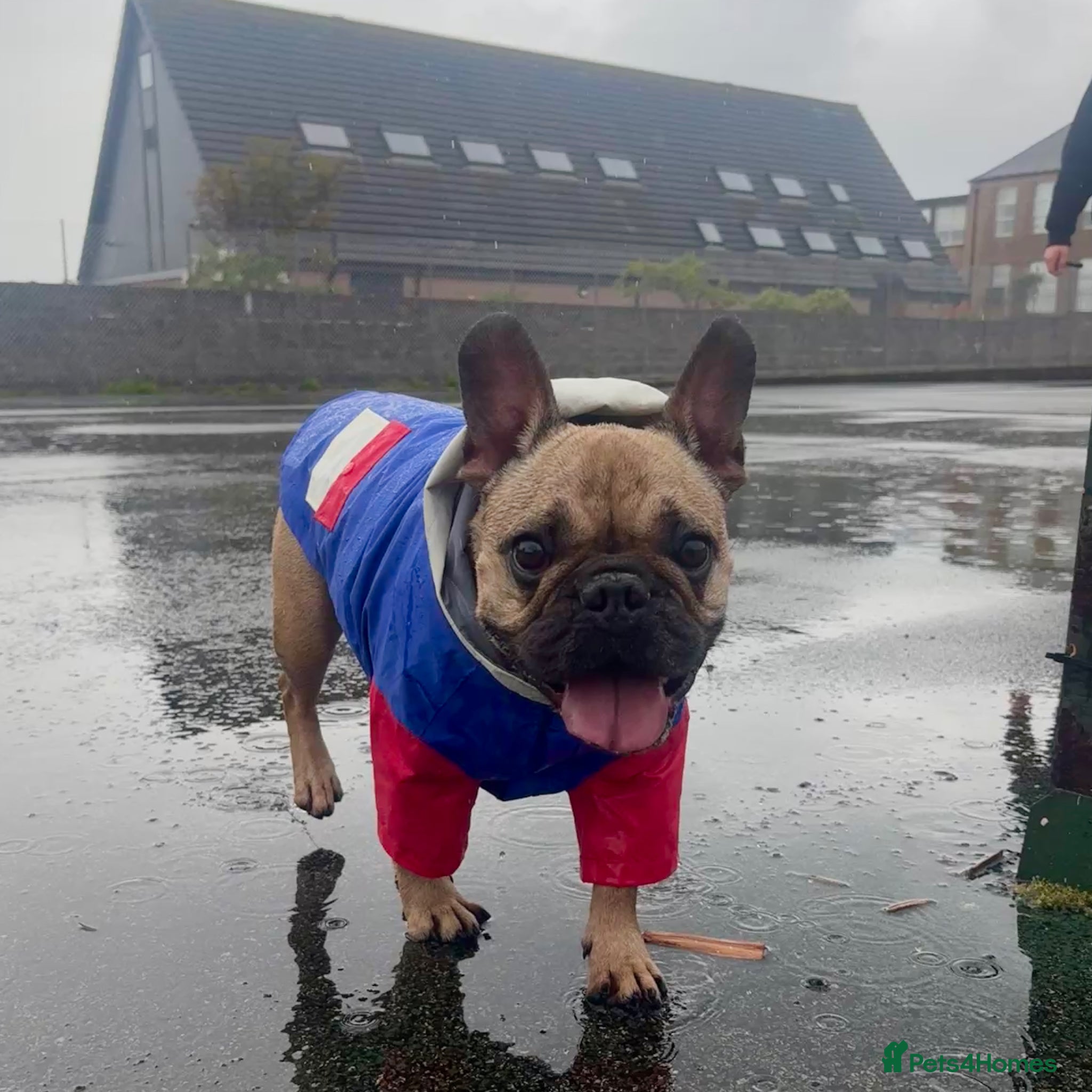 French Bulldog dogs French bulldog for rehoming - Advert 1