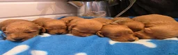 Cockapoo dogs for sale: 🐾fabulous F1 showtype cockapoo puppies 🐶  - Advert 6