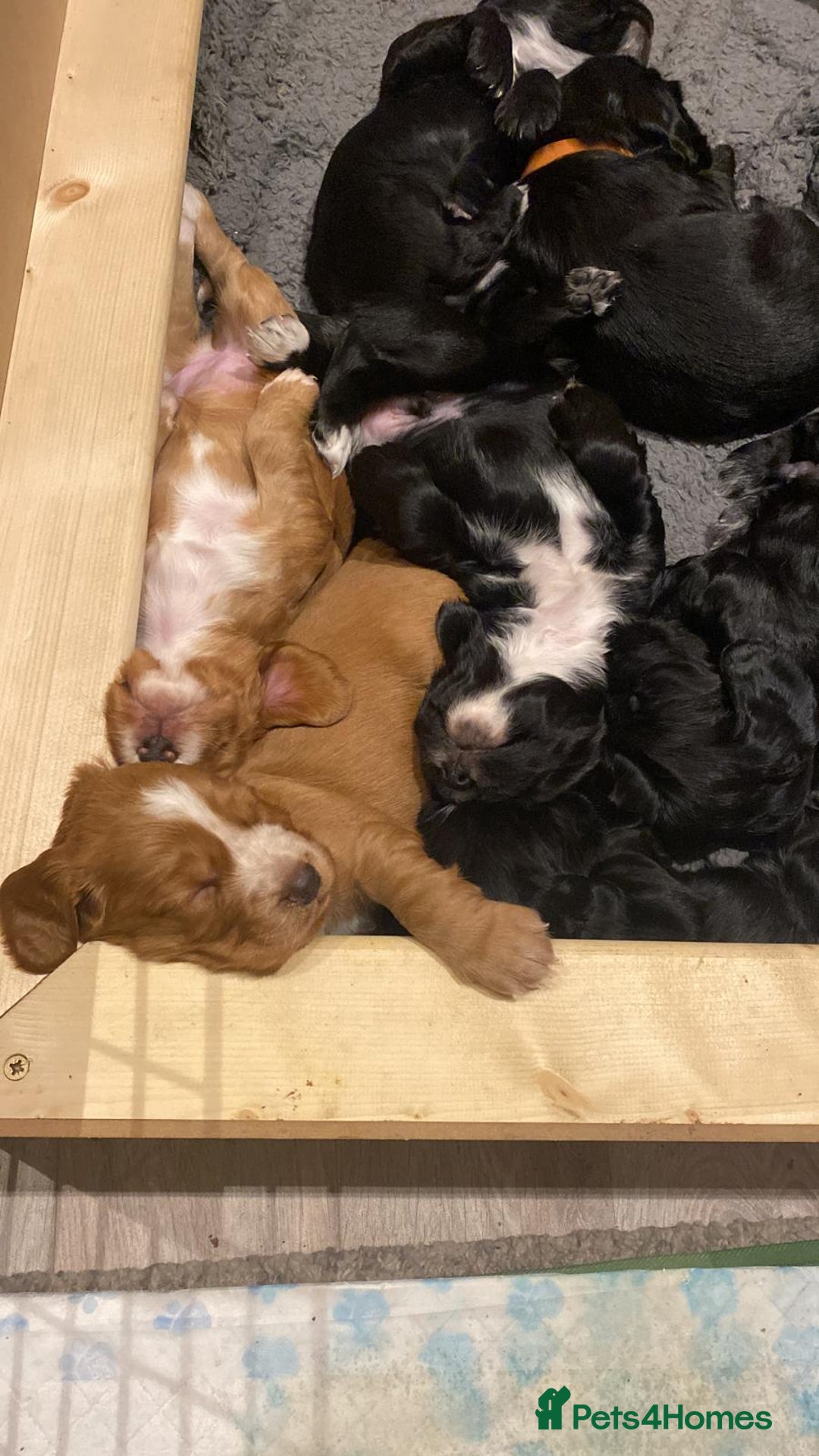 Cocker Spaniel dogs for sale: Cocker Spaniel Puppies - Advert 9