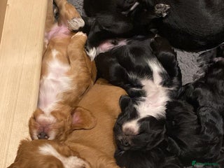 Cocker Spaniel dogs Working Cocker Spaniel Puppies - Advert 17