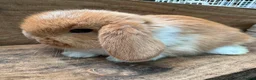 Mini Lop rabbits for sale: MINI LOP BUNNIES - PEDIGREE  in Ilminster - Advert 3