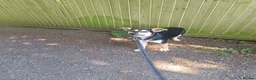 Mixed Breed dogs for adoption: Loving Maisie for adoption  - Advert 8