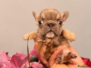 French Bulldog dogs 🩷🏡 Adorable🐶🐾fluffy French bulldogs *Reduced* - Advert 13