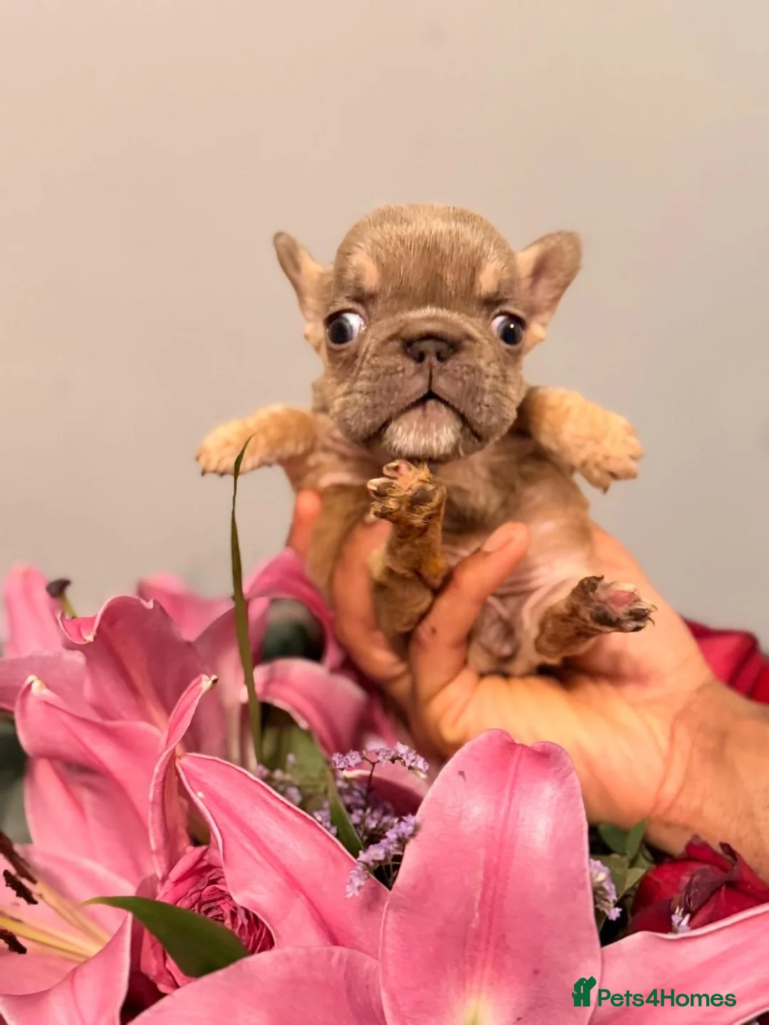 French Bulldog dogs for sale:  💙🦁Fluffy visual French bulldog Reduced!!🏡 - Advert 11