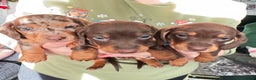 Miniature Dachshund dogs for sale: 6 KC registered miniature dachshund pupps  - Advert 19