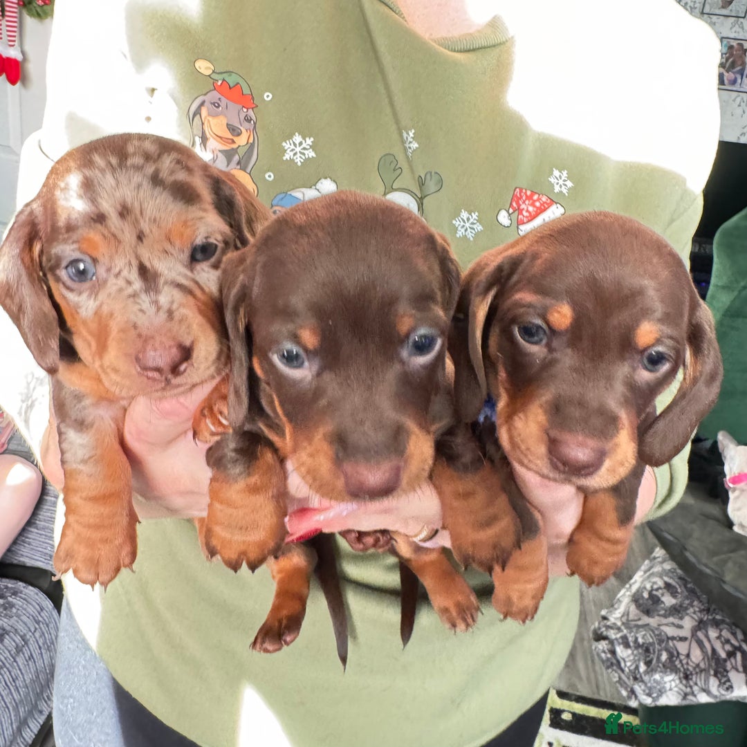 Miniature Dachshund dogs for sale: 6 KC registered miniature dachshund pupps  - Advert 19