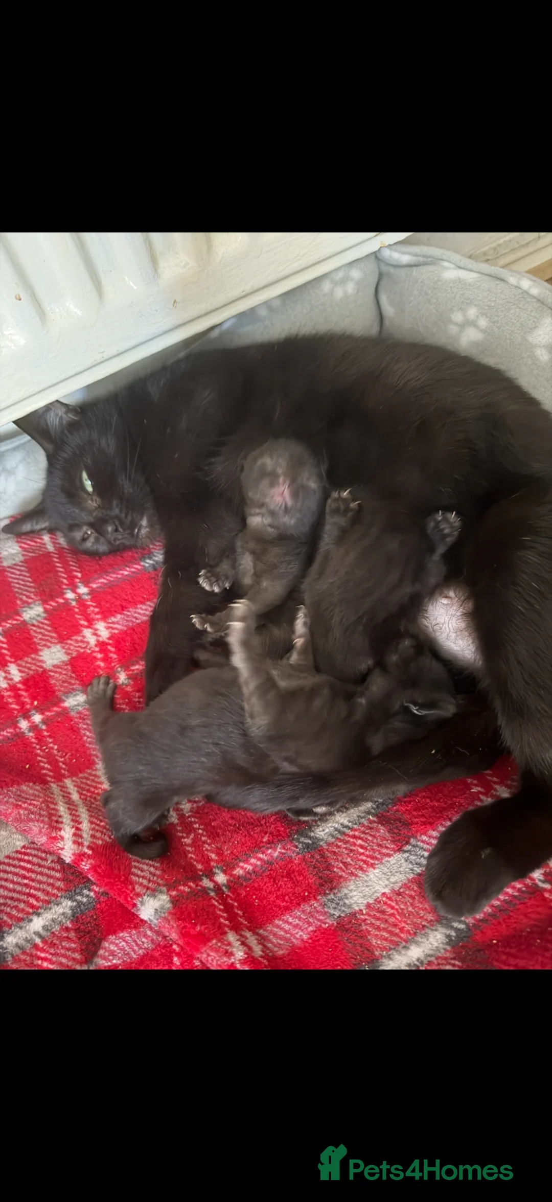 Domestic Shorthair cats for sale: Brother & Sister Kittens Looking for a Loving Home - Advert 2