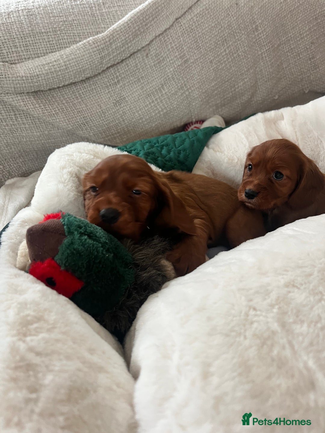 Cocker Spaniel dogs for sale: fox red cocker spaniels health tested  - Advert 19
