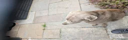 Labrador Retriever dogs for sale: For a good home in Witham - Advert 7