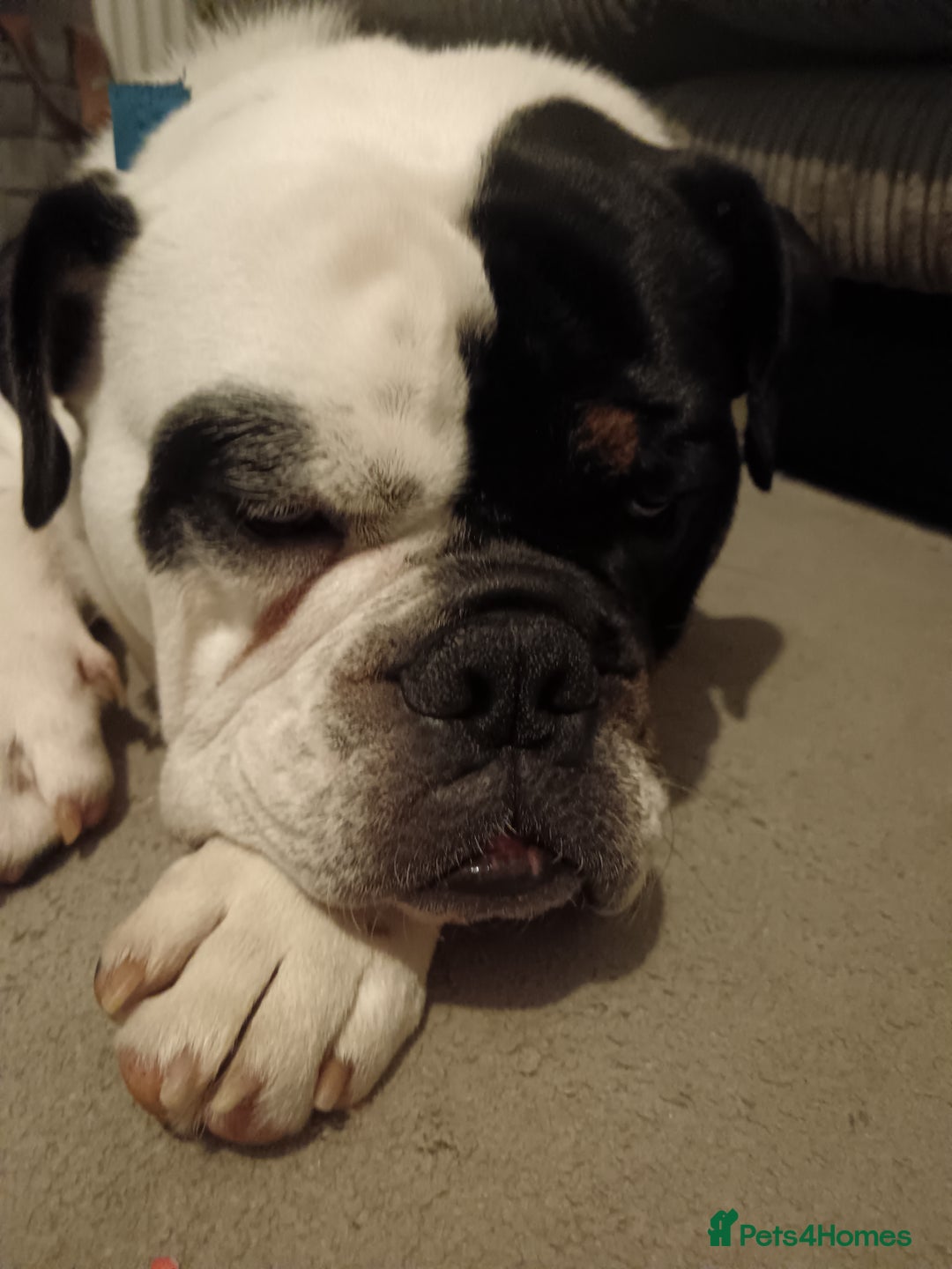 English Bulldog dogs for sale: Frank - Advert 4