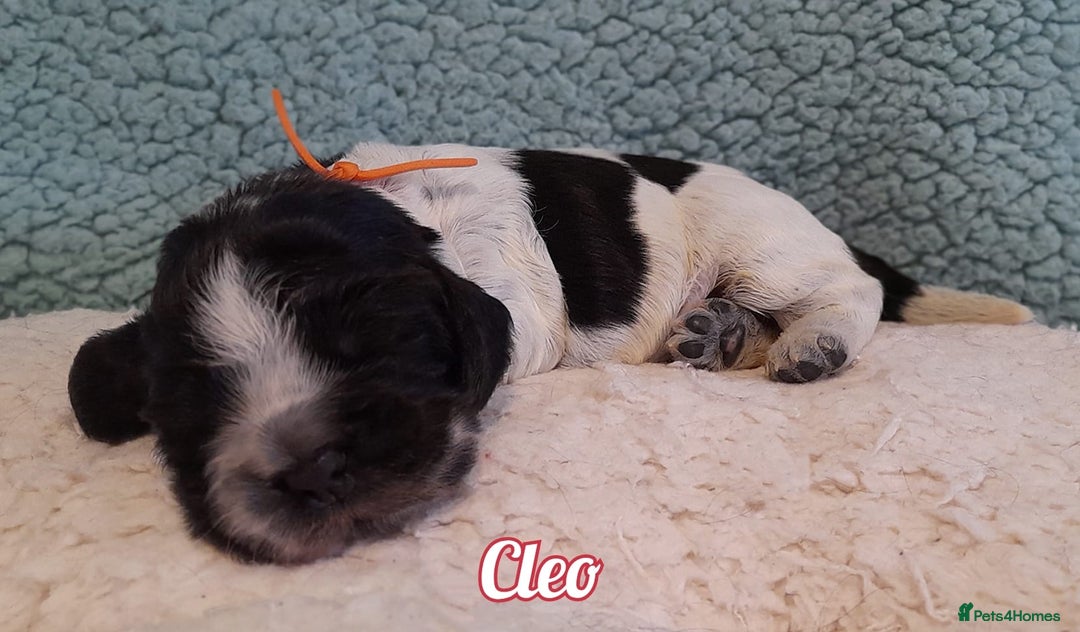 Cocker Spaniel dogs for sale: Stunning Show Cocker Spaniels - Advert 8