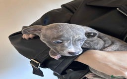 Staffordshire Bull Terrier dogs for sale: Blue staffy pups - Image 3
