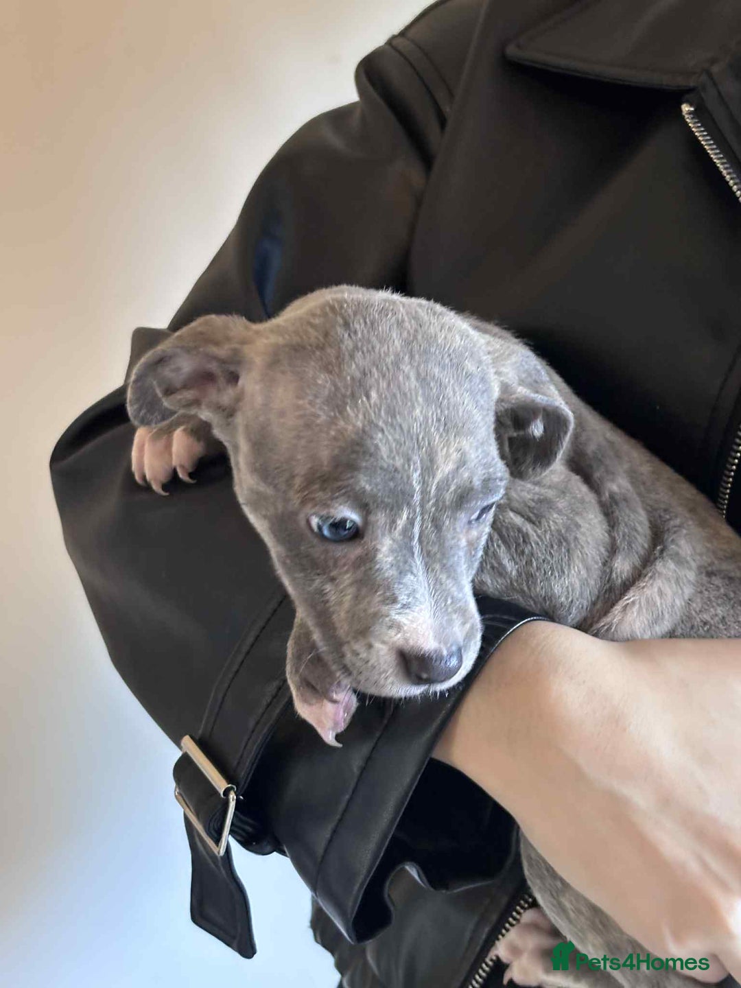 Staffordshire Bull Terrier dogs for sale: Blue staffy pups - Image 3
