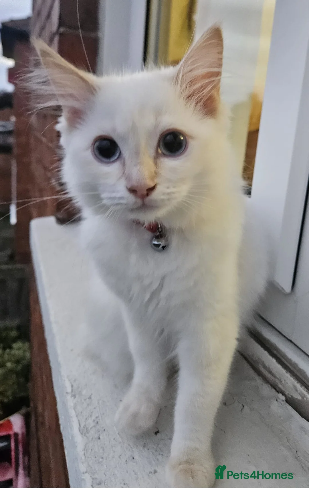 Ragdoll cats for sale: Ragdolls  - Advert 8