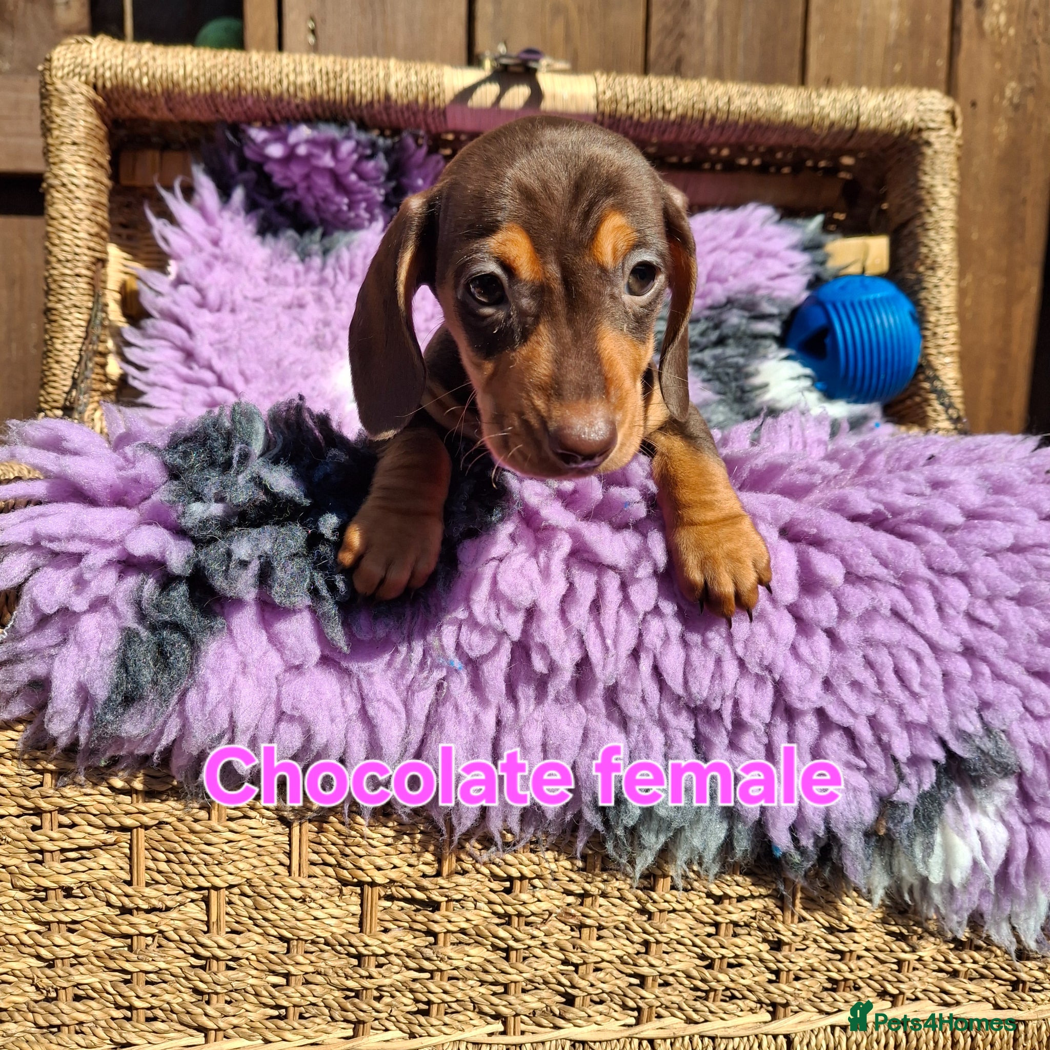 Dachshund dogs Minature Dachshund pups - Advert 2