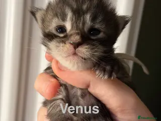 Maine Coon cats TICA Registered Maine Coon Kittens - Advert 3