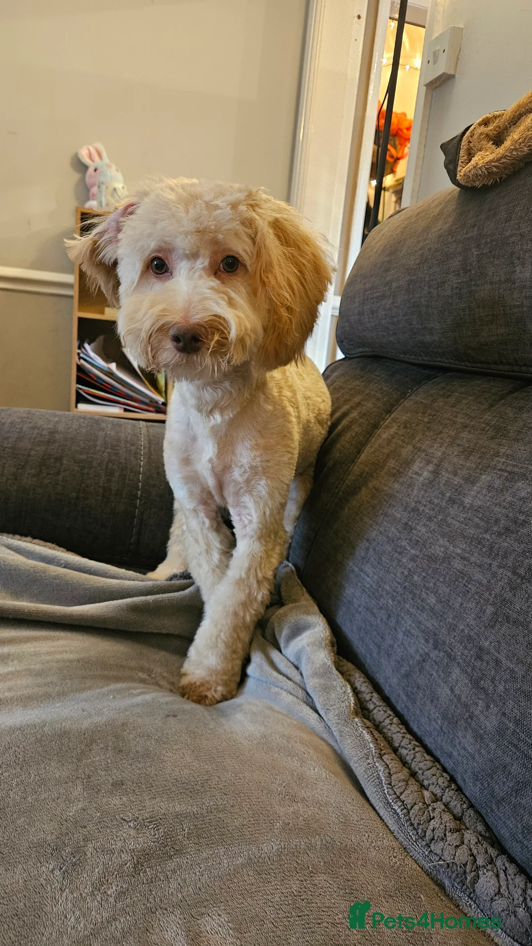 Cockapoo dogs for sale: Teddy  - Advert 1