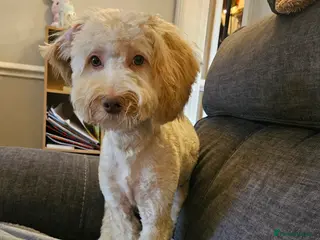 Cockapoo dogs Teddy - Advert 1