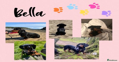 Miniature Dachshund dogs - Advert 2