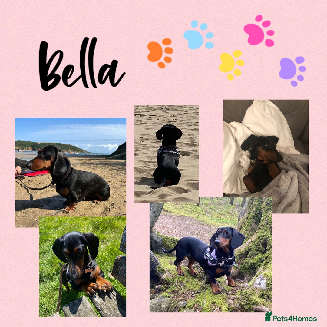 Miniature Dachshund dogs for sale: Miniature Black and Tan Dapple Dachshunds - Image 2