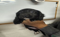 Sprocker dogs for sale: Sprocker Spaniel Pups- Ready To Go - Image 18