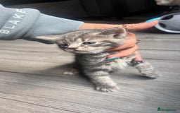 Mixed Breed cats for sale: 3 beautiful baby’s looking for their loving home  - Image 28