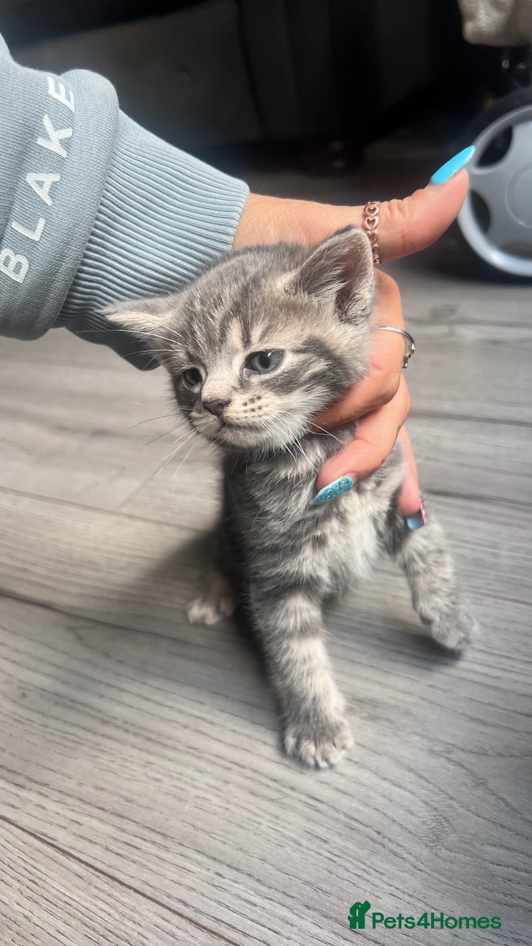 Mixed Breed cats for sale: 3 beautiful baby’s looking for their loving home  - Image 28