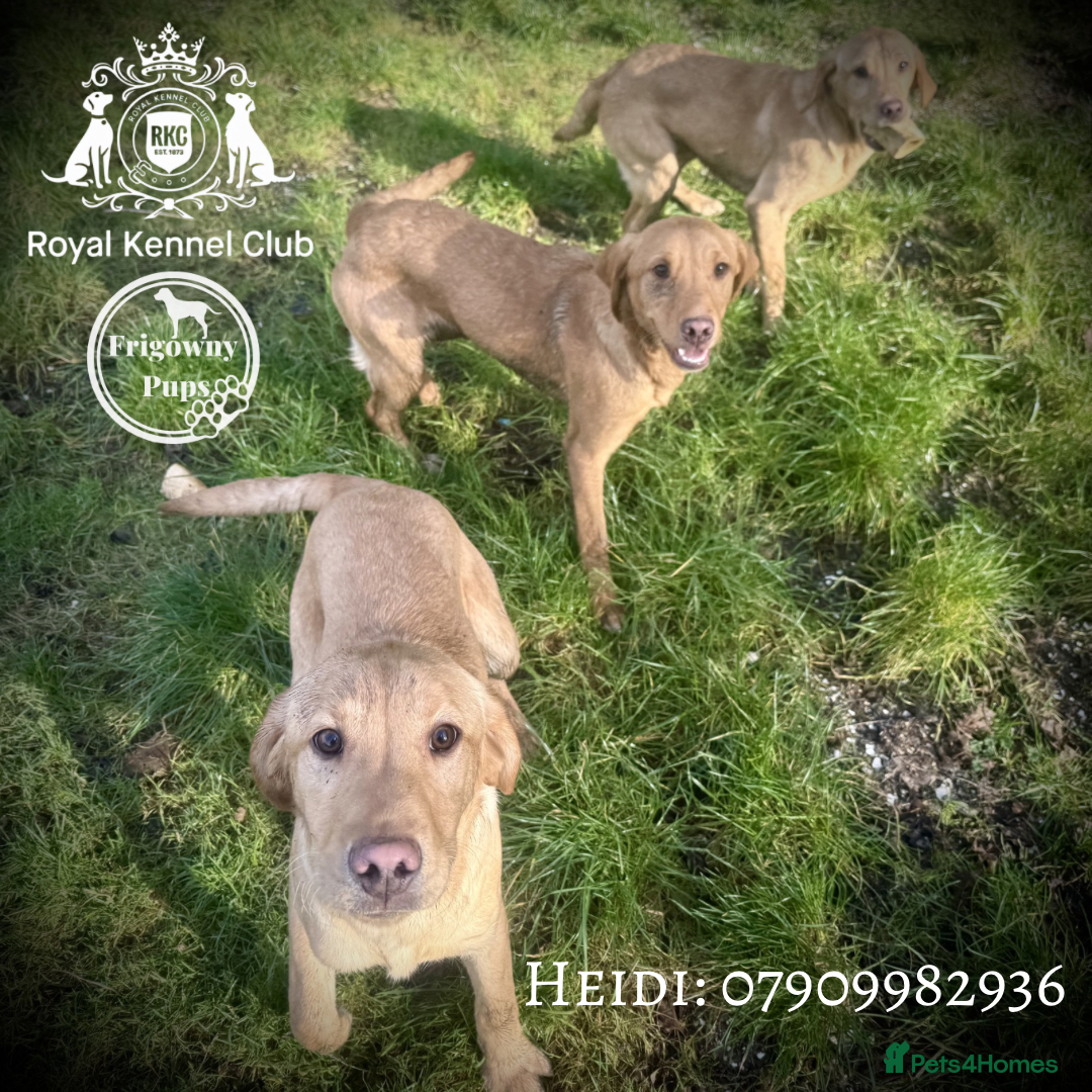 Labrador Retriever dogs 🧡 Older Yellow & Red RKC Labrador Boys 💛 - Advert 5