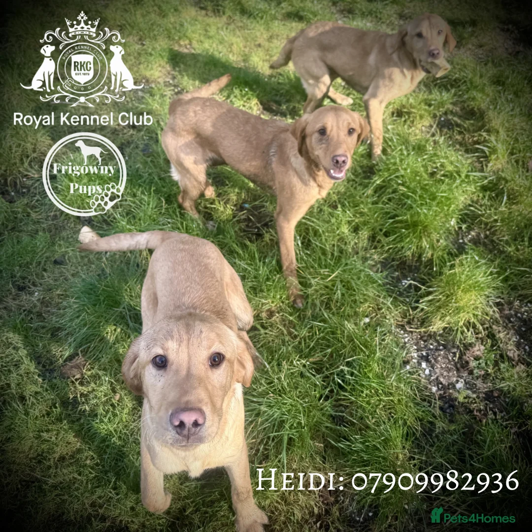 Labrador Retriever dogs for sale: 🧡 Older Yellow & Red RKC Labrador Boys 💛 - Advert 1