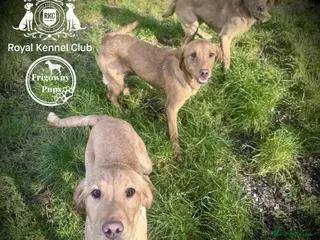 Labrador Retriever dogs 🧡 Older Yellow & Red RKC Labrador Boys 💛 - Advert 5