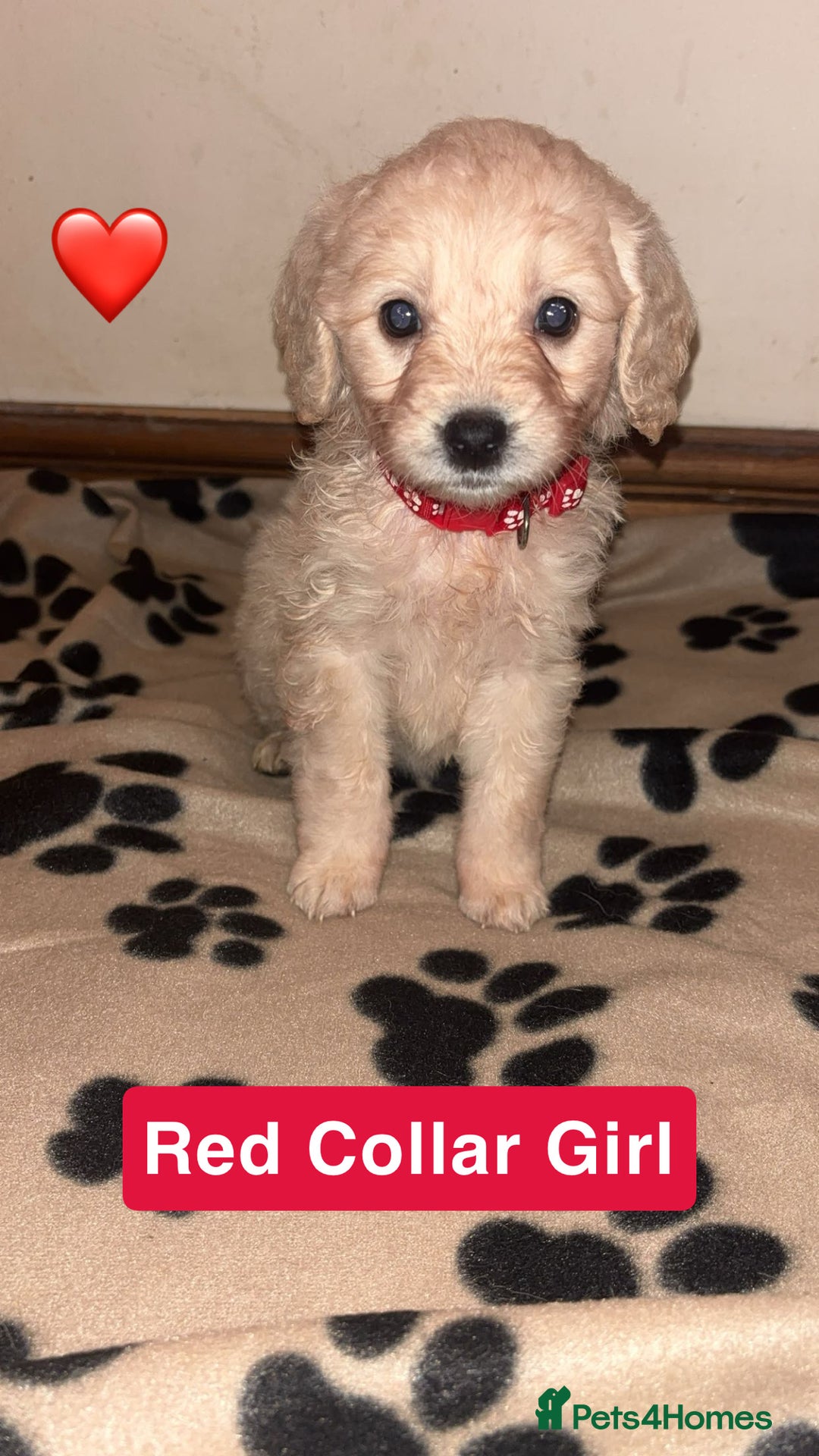 Mini Goldendoodle dogs for sale: 10 beautiful Miniature F1 GoldenDoodle puppies - Advert 6