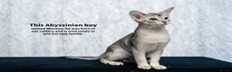 Abyssinian cats for sale: SILVER, Champion Line Abyssinians-Super Friendly  - Advert 29