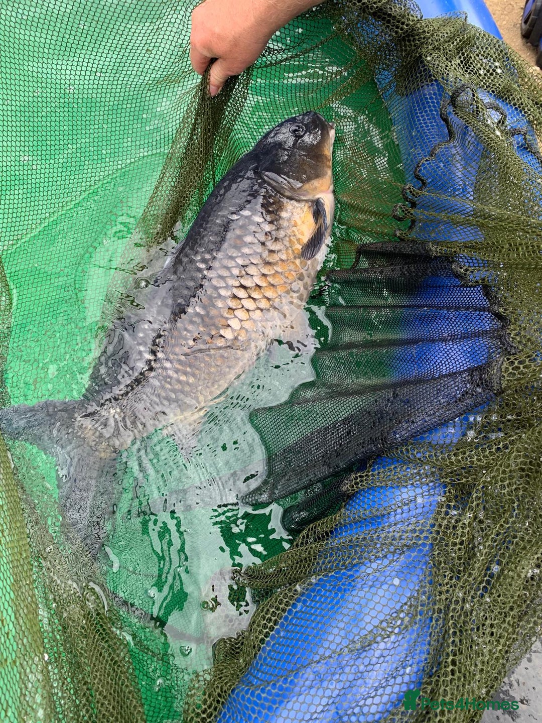 Koi Carp fish for sale: 5 large pond fish - Image 3