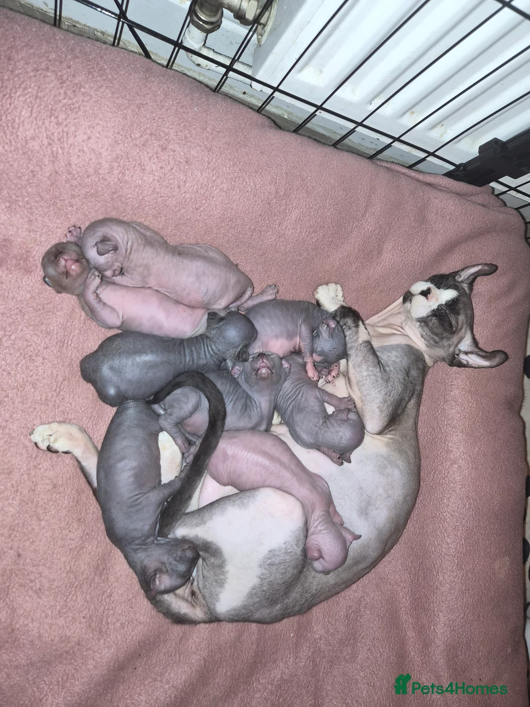 Sphynx cats for sale: Sphynx kitten girl  - Advert 2