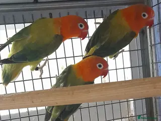 Lovebirds birds Love birds - Advert 12