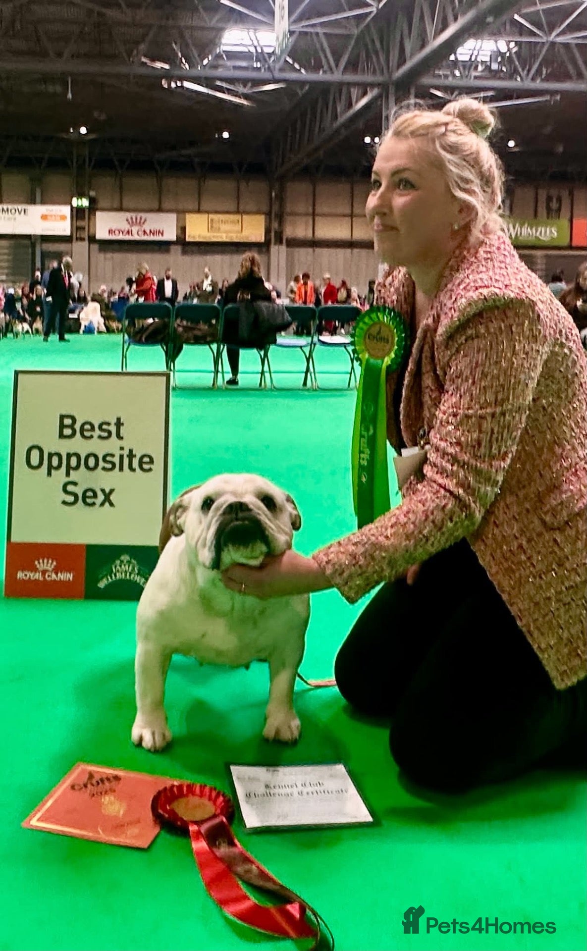 English Bulldog dogs Double CRUFTS winners bred bulldog puppies  - Advert 2