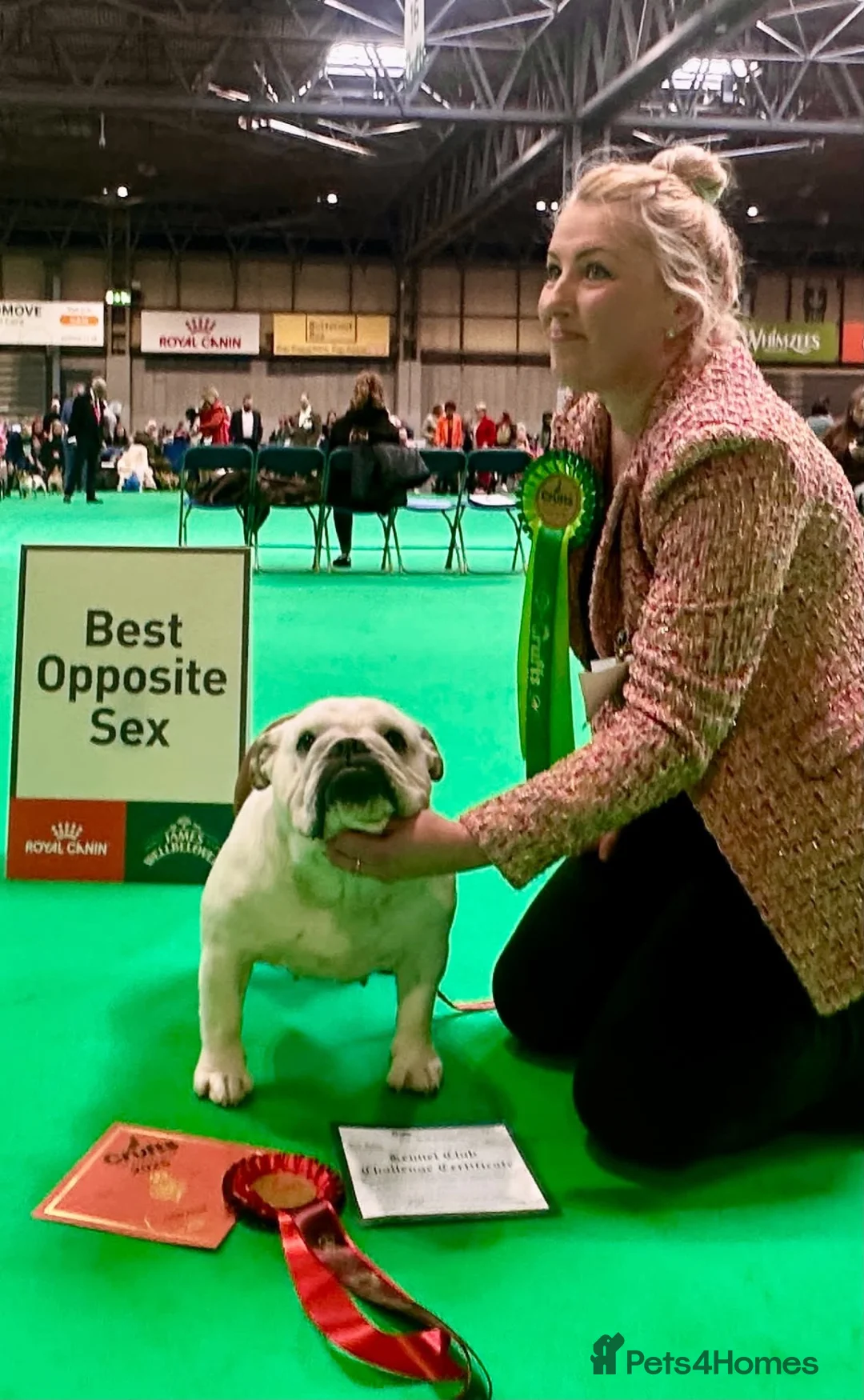 English Bulldog dogs for sale: Double CRUFTS winners bred bulldog puppies  - Advert 2
