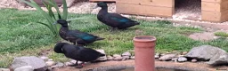Ducks poultry for sale: Black East indian ducks - Advert 3