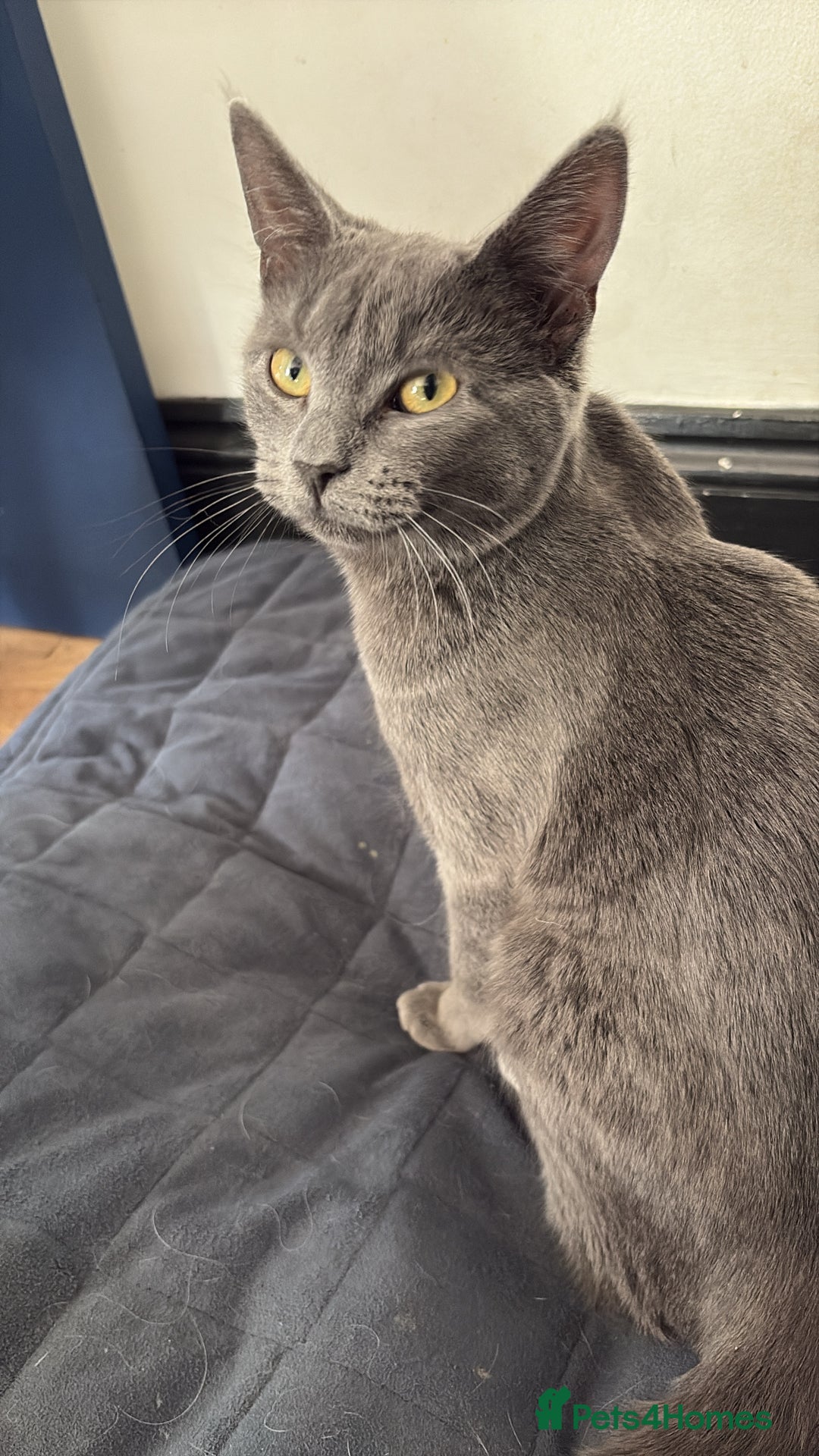 Mixed Breed cats for sale: Jinx for sale nearly 1 year old - Image 3