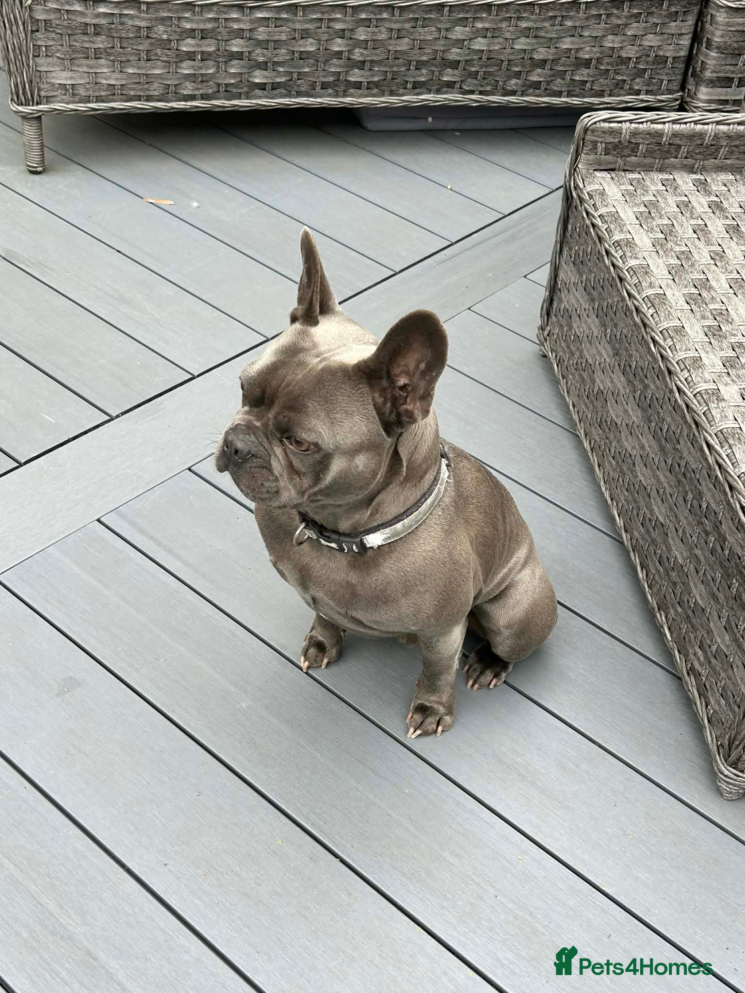 French Bulldog dogs 6 year old Frenchie blue male  - Advert 18